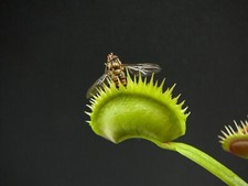 Dionaea muscipula "Tiger-Fangs"   - Venusfliegenfalle
