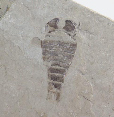 Seeskorpion balteurypterus - seeskorpion,,