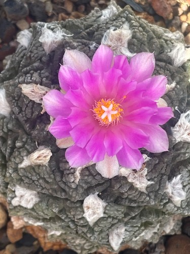 Ariocarpus spec big - ariocarpus, f.