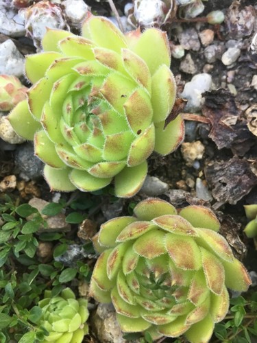 Hauswurz sempervivum seven - sempervivum, of