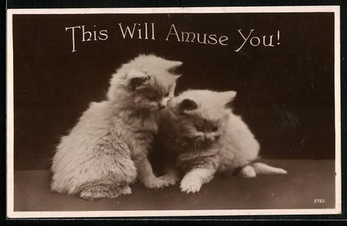 Ansichtskarte zwei katzenbabys - zwei,