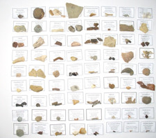 85 teiliges Fossil Sammlung