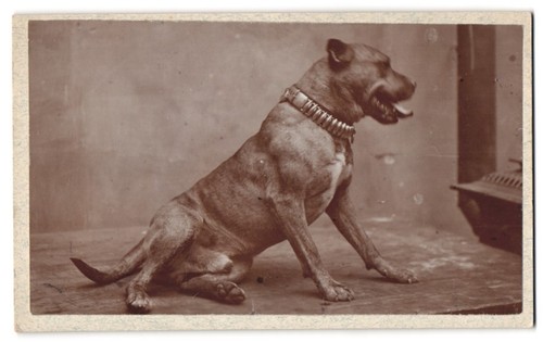 Fotografie hund terrier mit - fotografie,