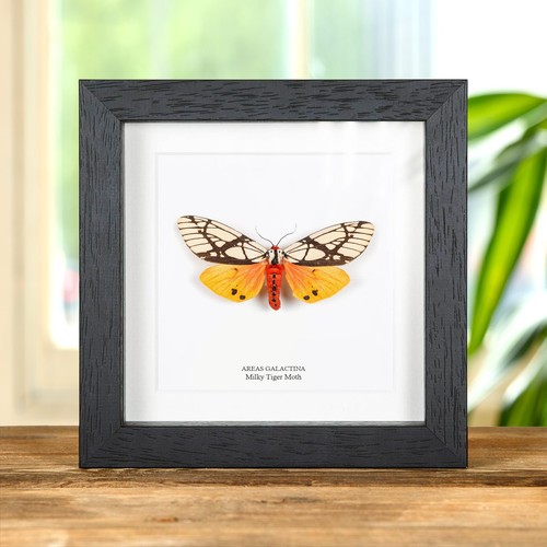 Milky tiger moth - tiger, box