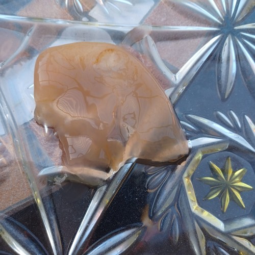 Kombucha scoby teepilz - ,,
