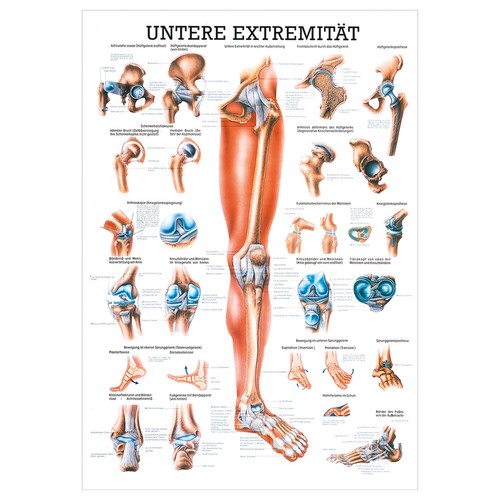 Untere extremität lehrtafel - extremität,