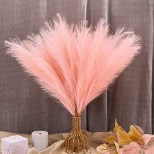 30 Stück Pampasgras 55 Cm