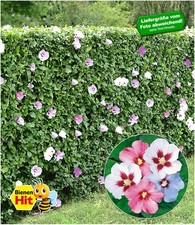 Winterharte Hibiskus-Hecke 10
