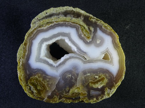 Versteinertes holz - versteinertes,