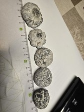 5 Seeigel Steinkern Ostsee