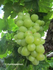 Vitis himrod weiße kernlose - 'himrod',