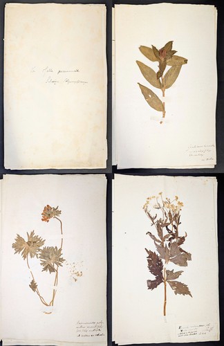 Herbarium albrecht von haller - albrecht,