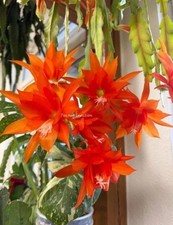 Epiphyllum ucasali sun - epiphyllum, „ucasali