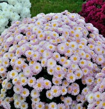 Winteraster Julia -