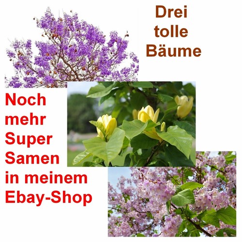 Samen hit schöner tulpenbaum - hit,