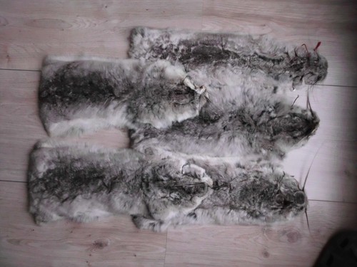 Ein chinchillafell chinchilla - ein,