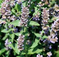 Echte katzenminze nepeta - katzenminze,