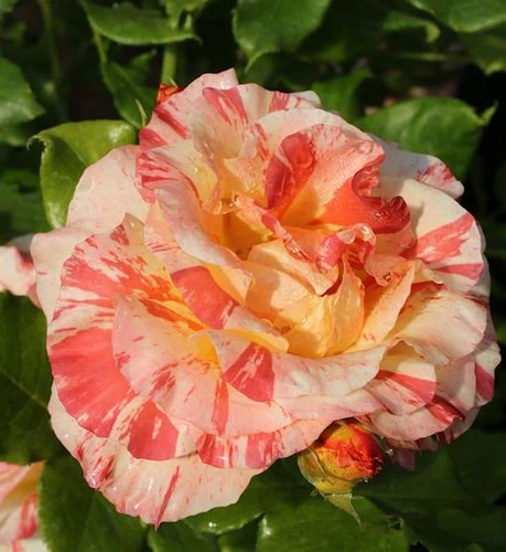 Malerrose alfred sisley - alfred, sisley®