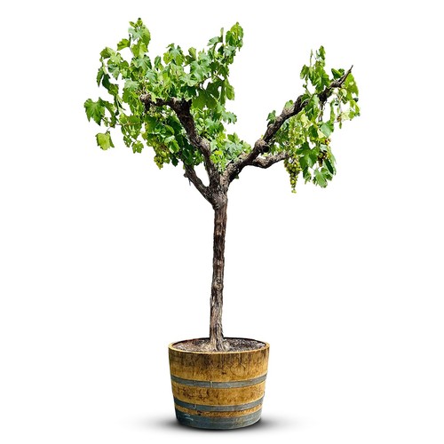 Tropictrees vitis vinifera - -,