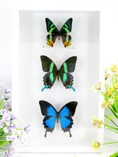 3 Wunderschöne präparierte