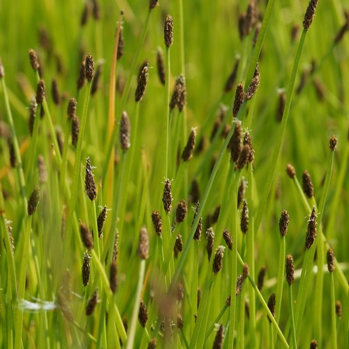 Blumixx stauden eleocharis - blumixx,