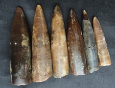 Ammonit Fossilien Belemnit