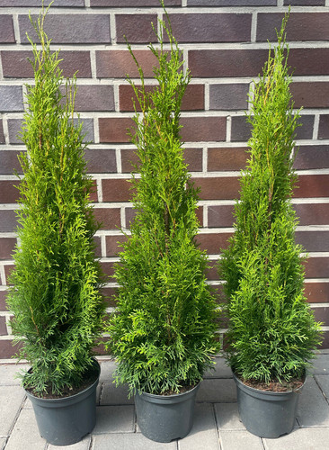 1st thuja smaragd 80cm im - smaragd, 60-80cm