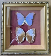 Morpho Menelaos Brasilien