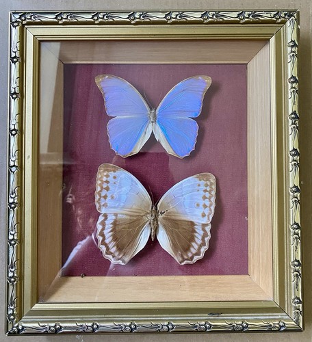 Morpho menelaos brasilien - morpho,
