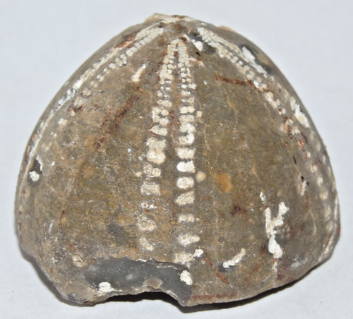 Fossil versteinerter seeigel - versteinerter,