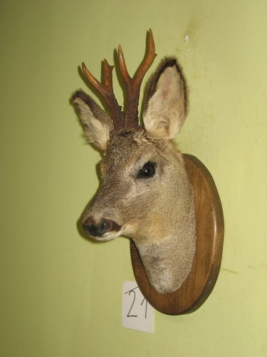 Rehbock kopf präparat - rehbock,