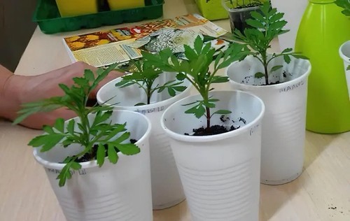 Studentenblume tagetes 1 - ,tagetes,