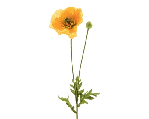 Blume seidenblume mohnblume - seidenblume,
