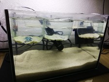 Triops longicaudatus - triops,