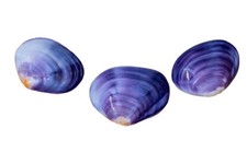 Echte Muschel Bivalvia codacia