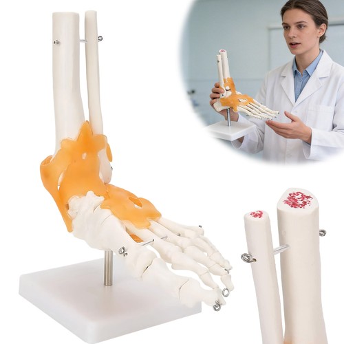 Anatomisches fußmodell mit - anatomisches,