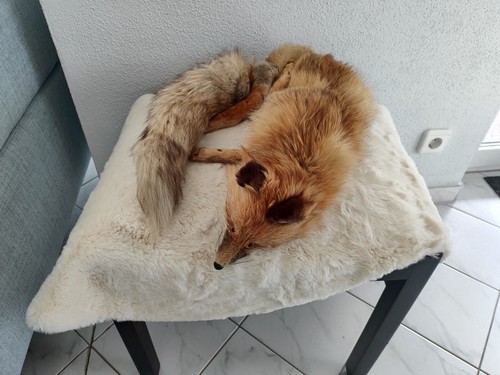 Gut erhaltenes erbstück - gut, fuchs