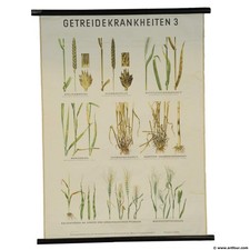 Vintage Dekoration Schulwandkarte Poster Rollbild Getreidekrankheiten Lehrtafel