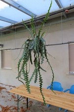 Epiphyllum Blattkaktus