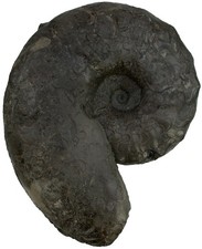 Trias  Discoceratites