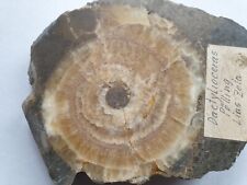 Gesägtes Dactylioceras sp. - Lias epsilon - Altdorf - Ammonit - alte Sammlung 