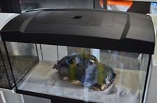 Aquarium Abdeckung Deckel schwarz 60x30 NEU (mit LED blau/weiß/rot) NEU