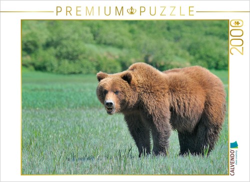 Calvendo puzzle braunbär - puzzle,
