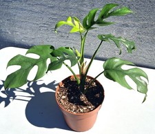 Rhaphidophora tetrasperma - rhaphidophora, "