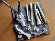 Reh Knochen Wirbel Basteln