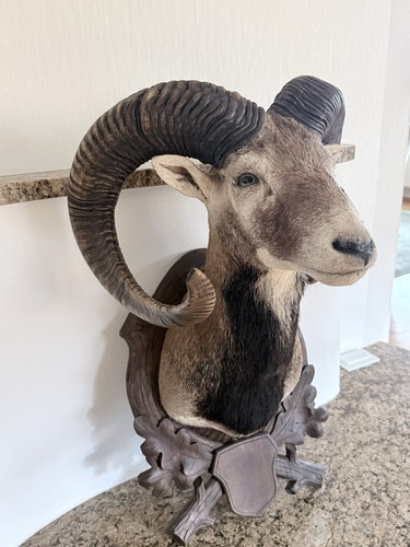 Mufflon mufflonwidder - mufflon,