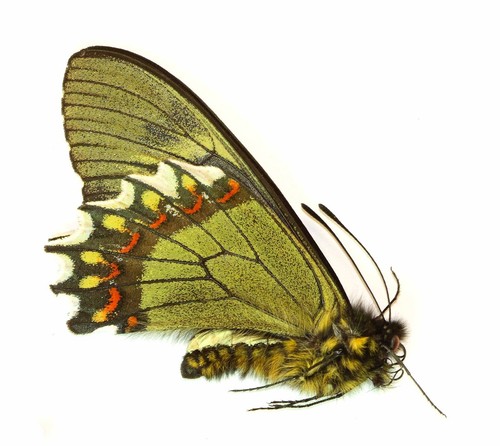 Lepidoptera papilionidae - lepidoptera,,
