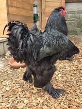 Brahma Schwarz GIGANT BRUTEIER