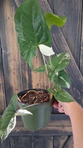 Syngonium albo - syngonium,