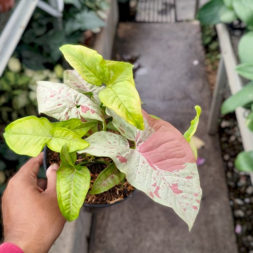 Syngonium milk confetti - milk,